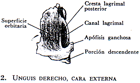 Resultado de imagen para hueso unguis