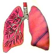 Tuberculosis Pulmonar Pagina 2 Monografias Com