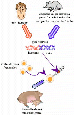 Ingenieria Genetica Y Biotecnologia Monografias Com