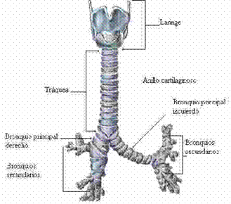 Anatomía y fisiología animal - Monografias.com