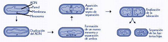 bacterias de fisión binaria