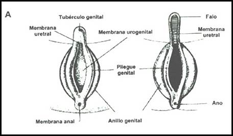 diagrama de genitales intersexuales