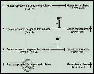 diagrama de genitales intersexuales