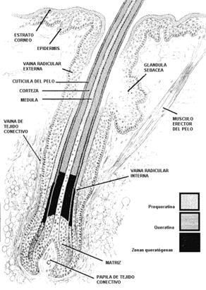 Desarrollo Embrionario Del Pelo (página 5)