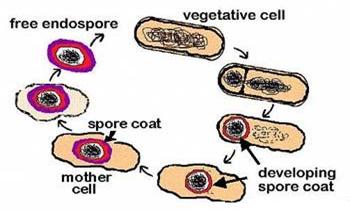 Esporas bacterianas