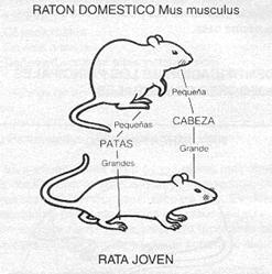 Los Roedores Domesticos Y Su Control Pagina 2 Monografias Com