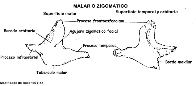 Atlas De Osteologia Humana Pagina 2 Monografias Com