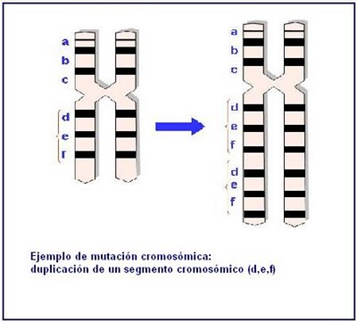 Resultado de imagen de mutaciones cromosómicas y génicas microscopio