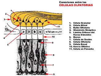 origen del nervio olfatorio