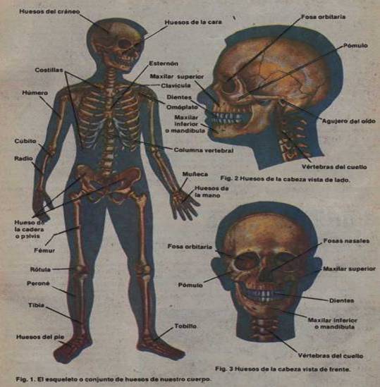 ☢️ ANATOMIA RESUMIDA ☢️ Ossos do Corpo Humano No #card2