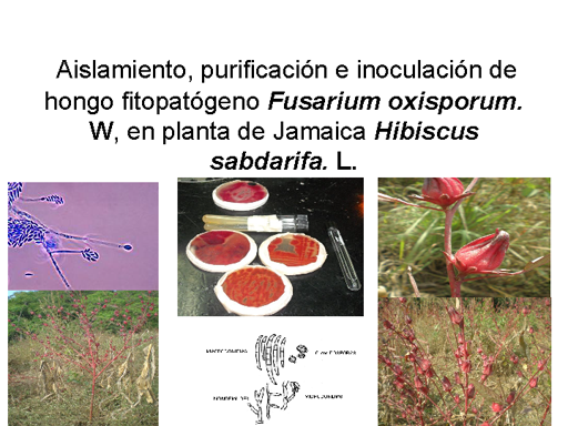 Aislamiento, purificación e inoculación de hongo fitopatógeno Fusarium  oxisporum W en Hibiscus Sabdarifa. L.