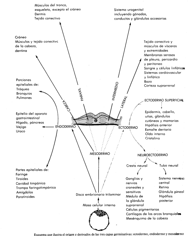 Manual de osteología antropológica