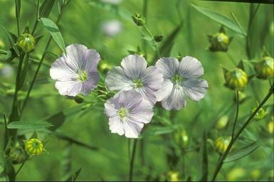 Plantas Medicinales Monografias Com