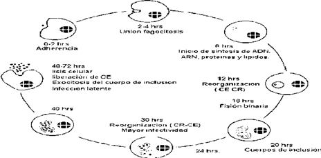 experimento de penicilina de alexander fleming