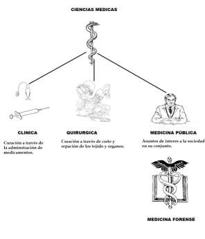 Actividades de la medicina forense en el sector del trabajo