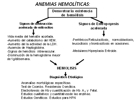 Hemoglobina