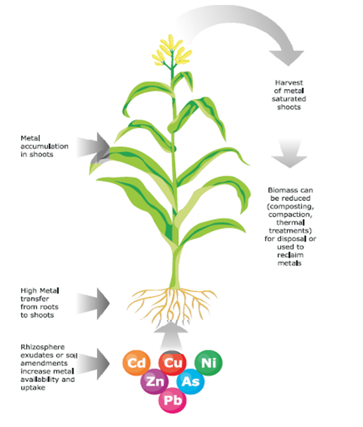Fitoextracción de metales pesados en suelos contaminados