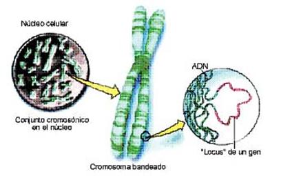 Fundamentos biológicos de la herencia y la variación 