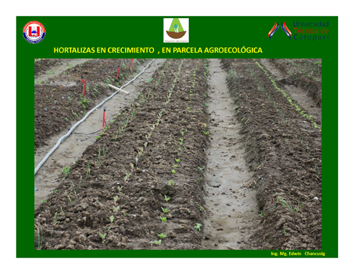 Producción Agroecológica De Hortalizas