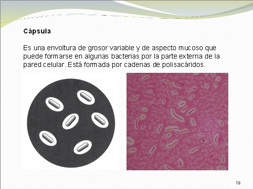 forma de bacterias del coco