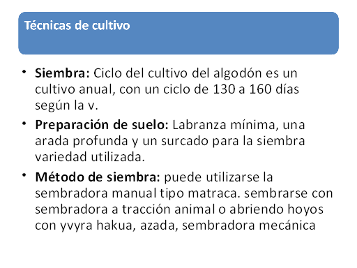 Cultivo De Algodon Monografias Com